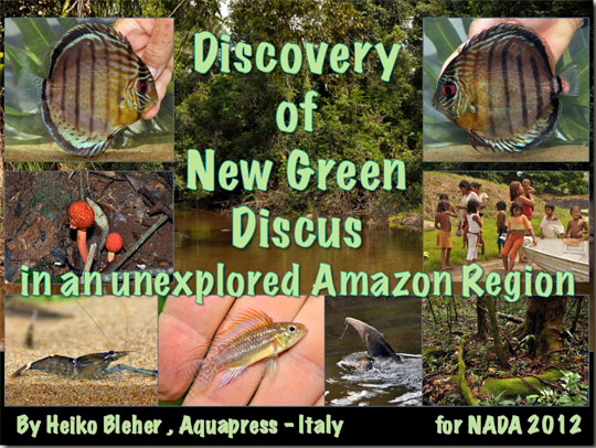 discovery-greendiscus-web.jpg