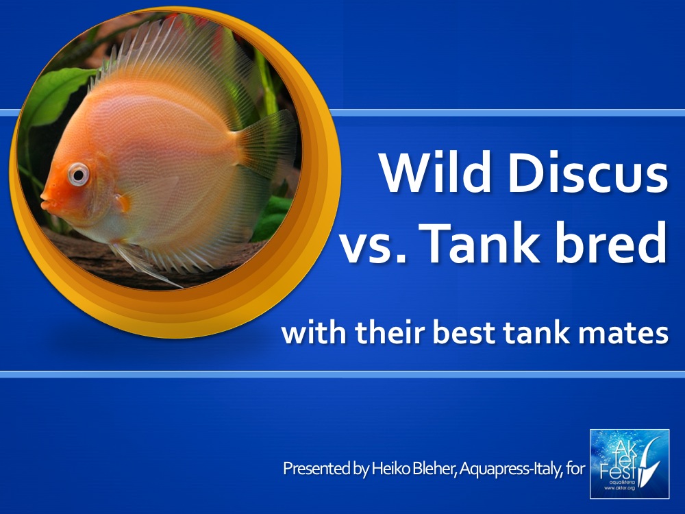 3 Wild discus vs tank bred Croatia2013
