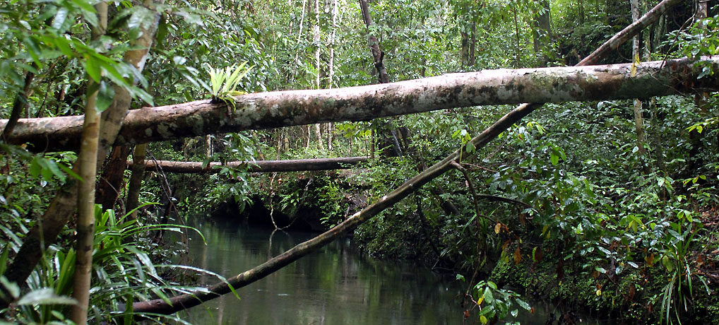 Jungle of Sungai Sin, Aru Archipelago, Indonesia